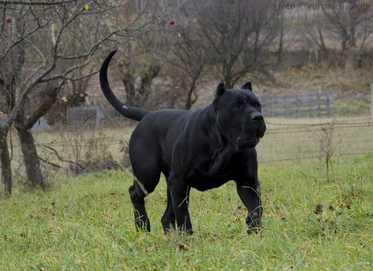 Канарский дог черный цербер