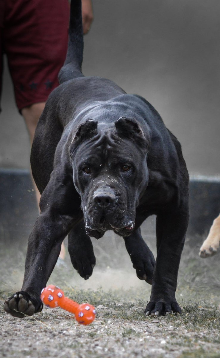 Канарский дог Цербер