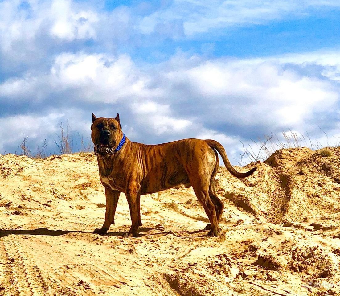 Канары собаки