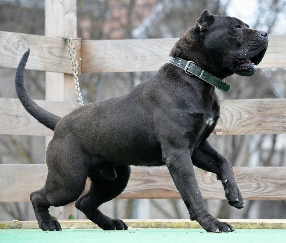 Канарский дог черного окраса