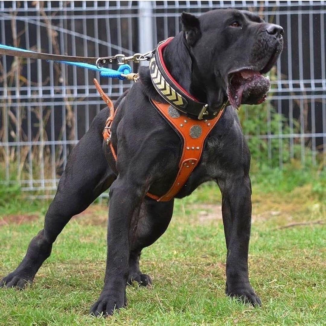 Американский бандог черный