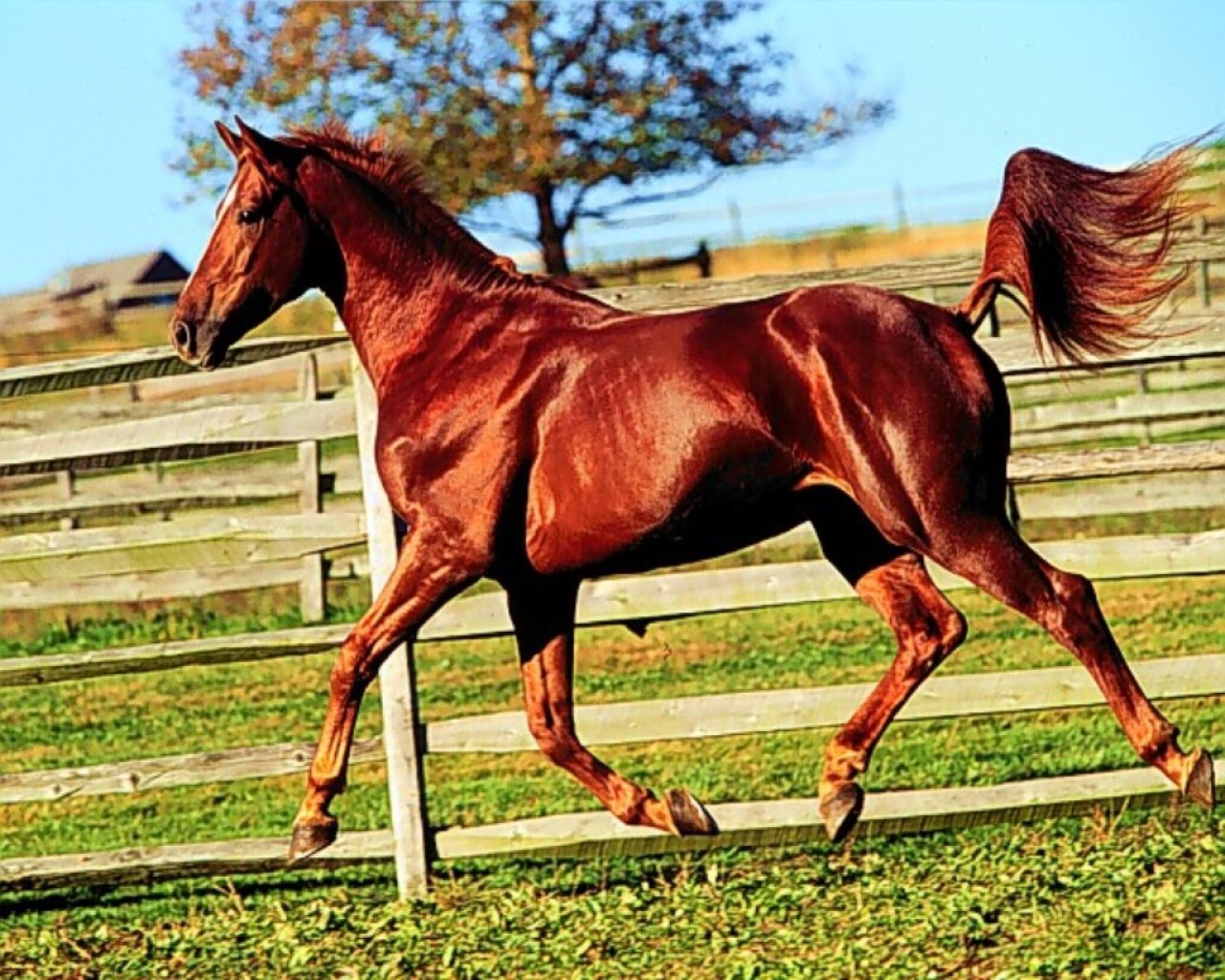 Просто лошадки. Кливлендская гнедая. Рыже игреневая лошадь. Красно гнедая масть лошади. Рыжая масть лошади.