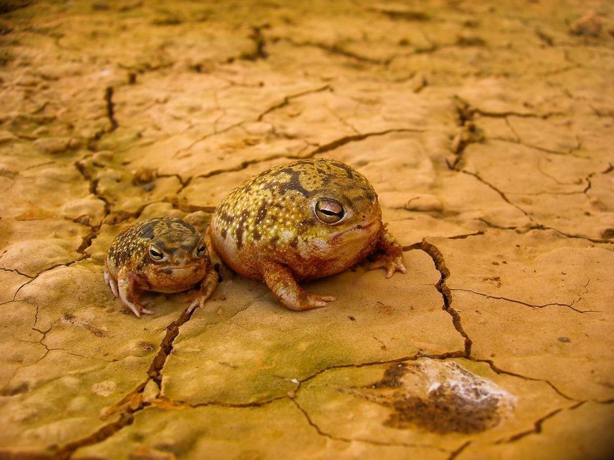Пустынный узкорот лягушка
