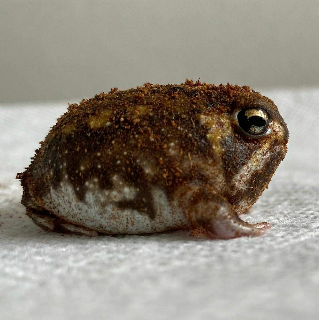 Южноафриканский узкорот лягушка