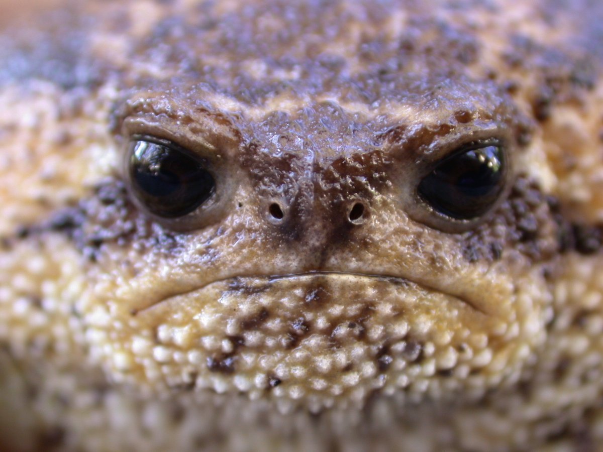 Черная дождевая лягушка breviceps fuscus