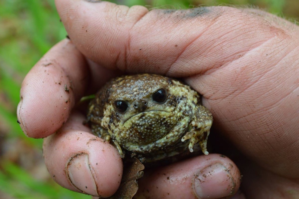 Узкорот лягушка