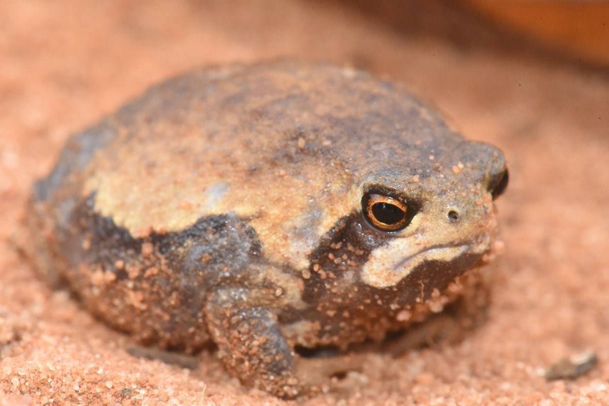 Капский узкорот