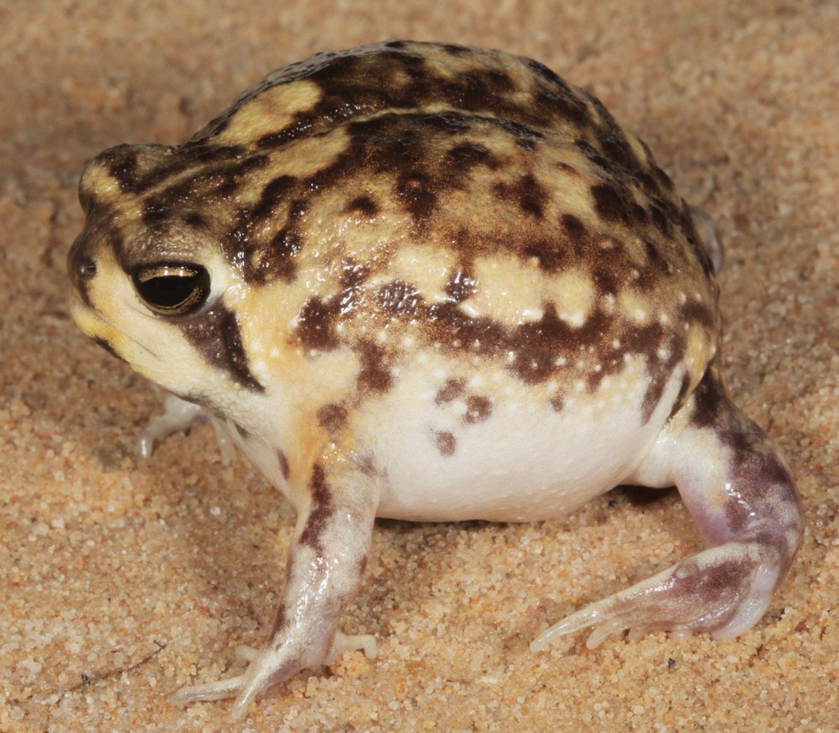 Пустынный узкорот лягушка
