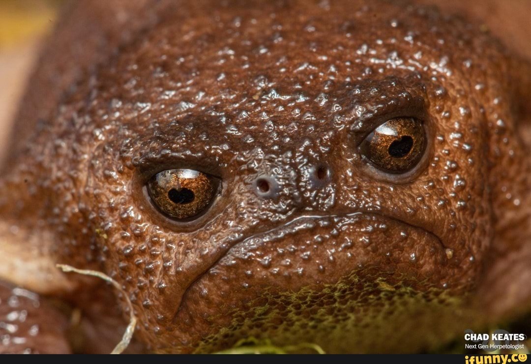 Черная дождевая лягушка breviceps fuscus