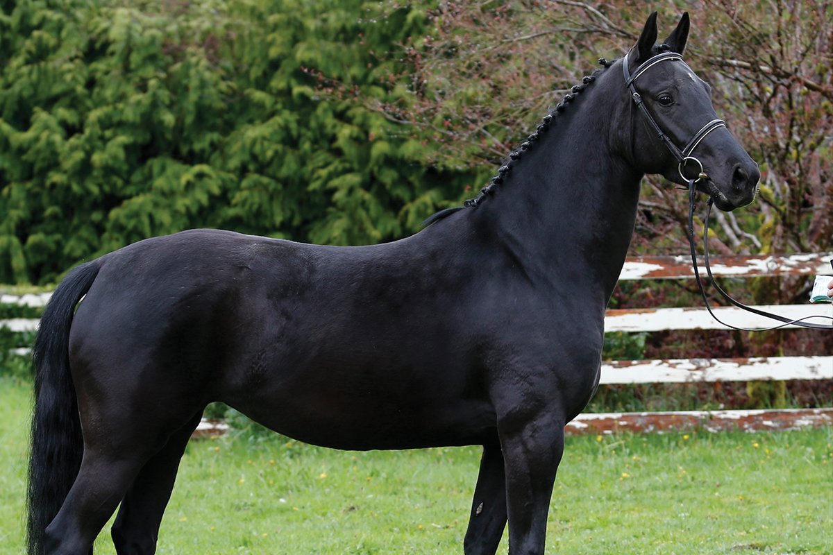 Рассмотрите фотографию черной лошади породы кабардинская. Кабардинская порода лошадей. Тотилас порода. Англо Кабардинская порода. Кабардинская порода лошадей Шолох.