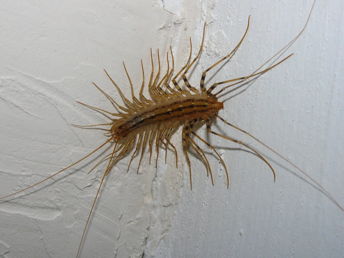 Паук многоножка