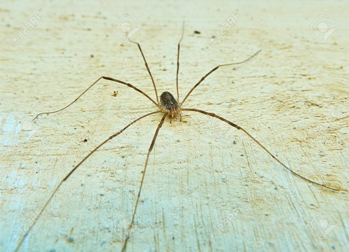 Сенокосец обыкновенный