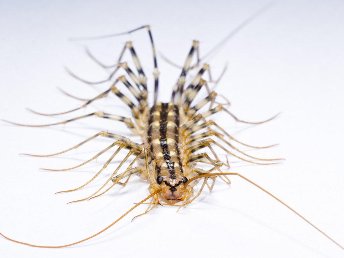 Сороконожка морда