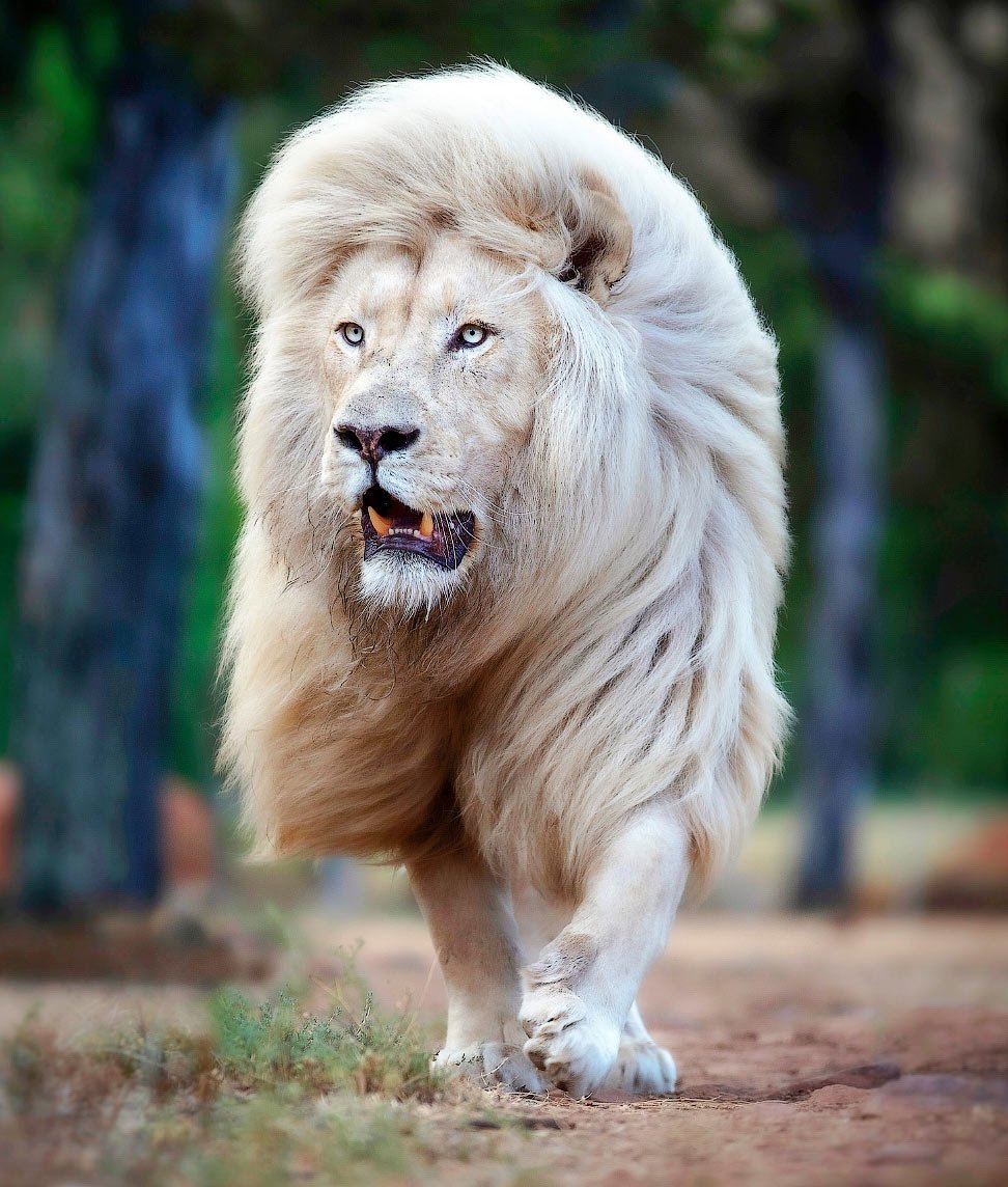 Львята-альбиносы родились у рыжих львов в Крыму