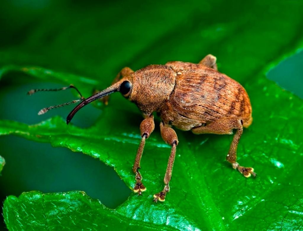 Жук долгоносик