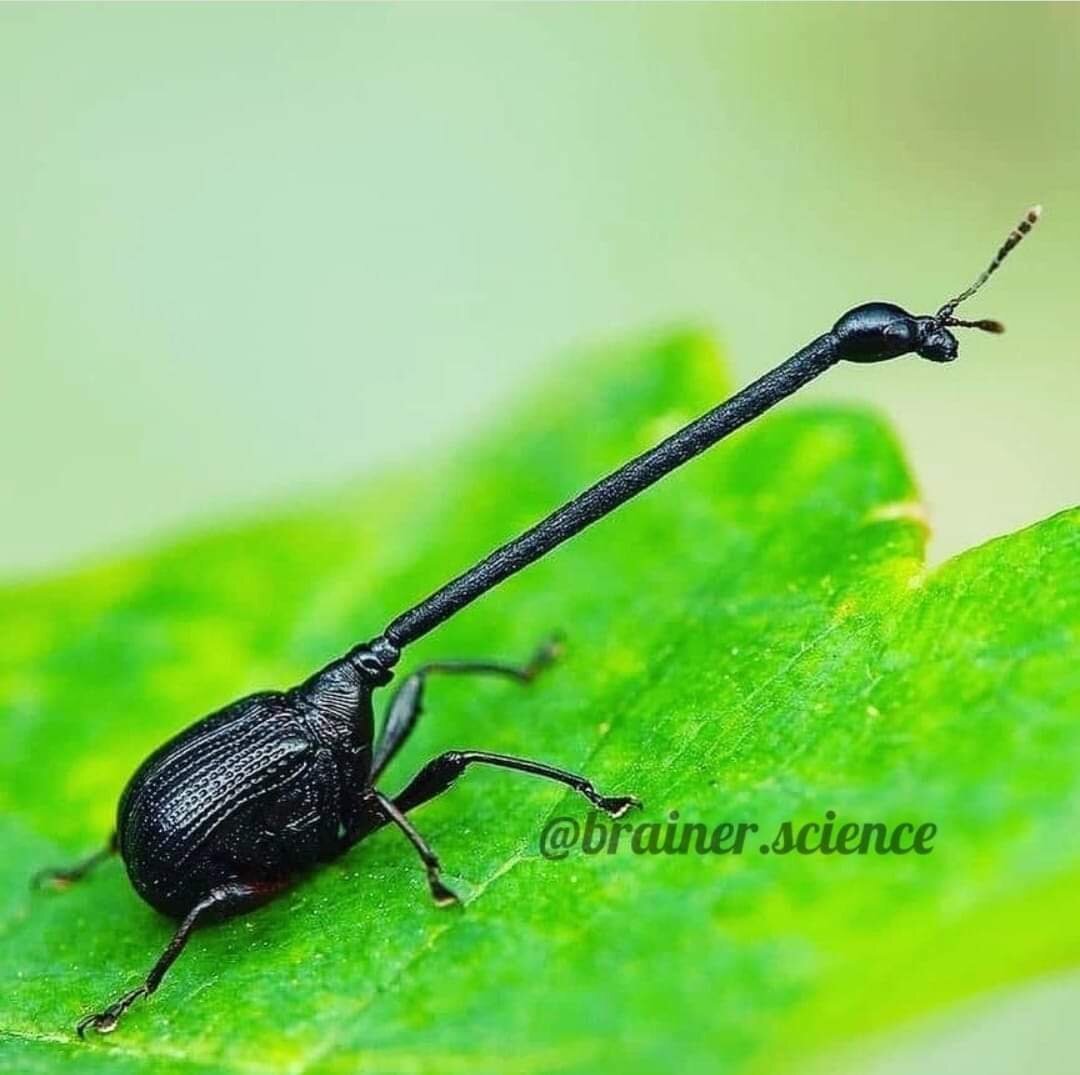 Долгоносик Жираф