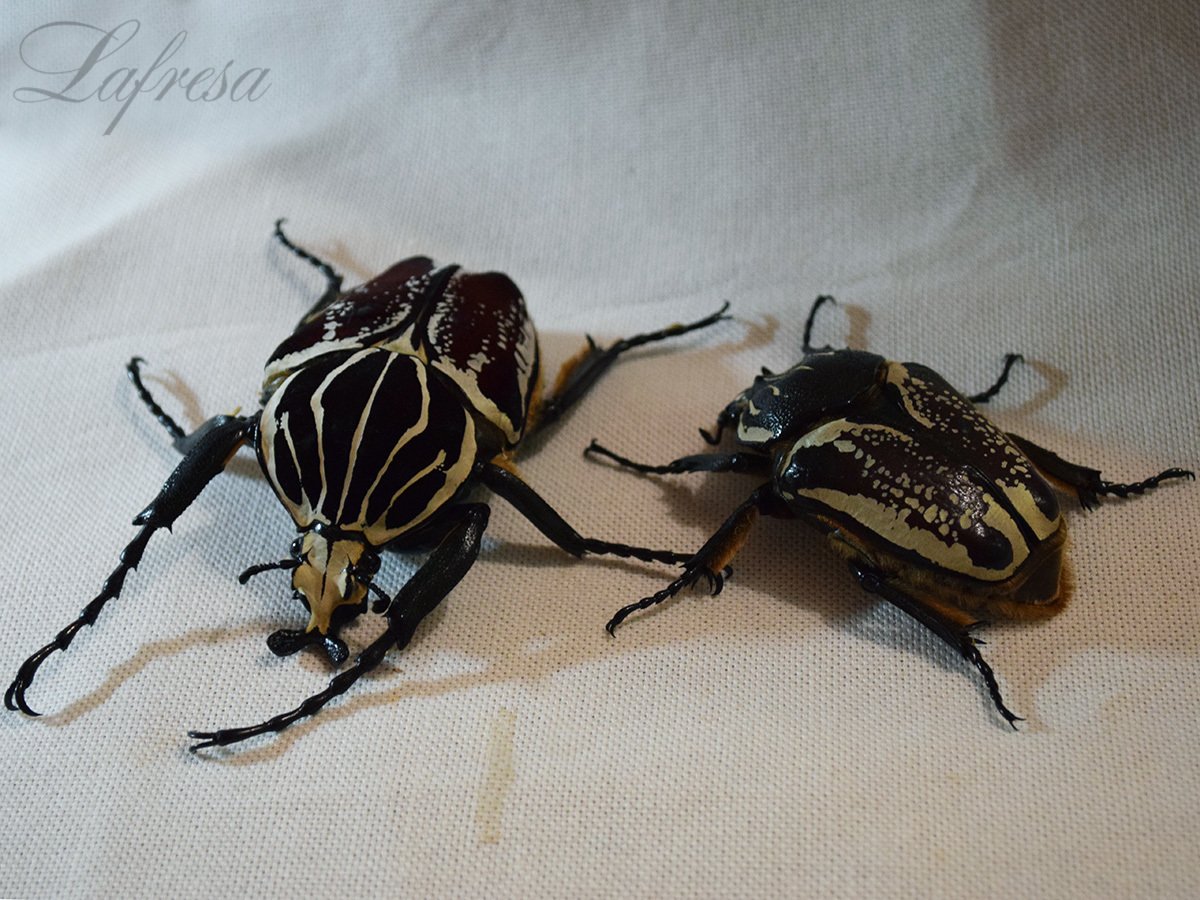 Жук Голиаф фото