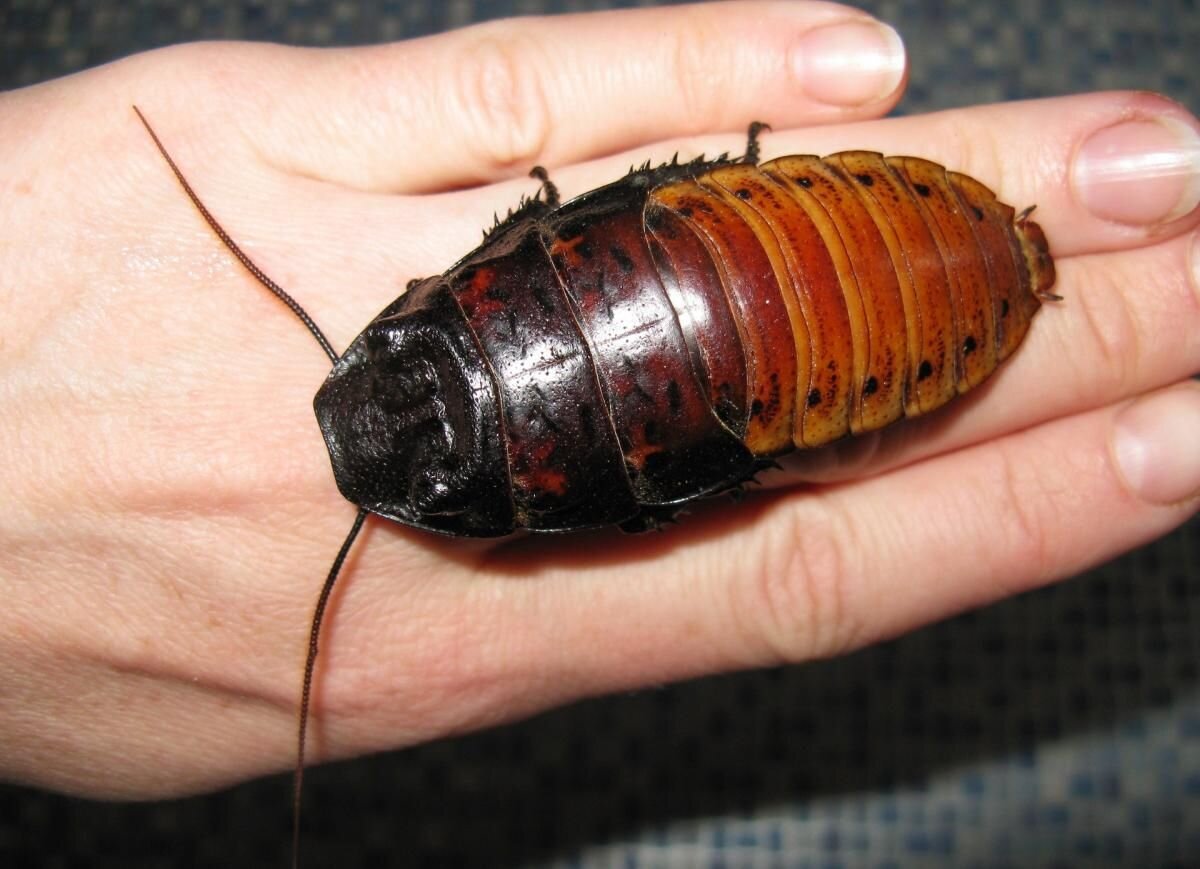 Мадагаскарский шипящий таракан