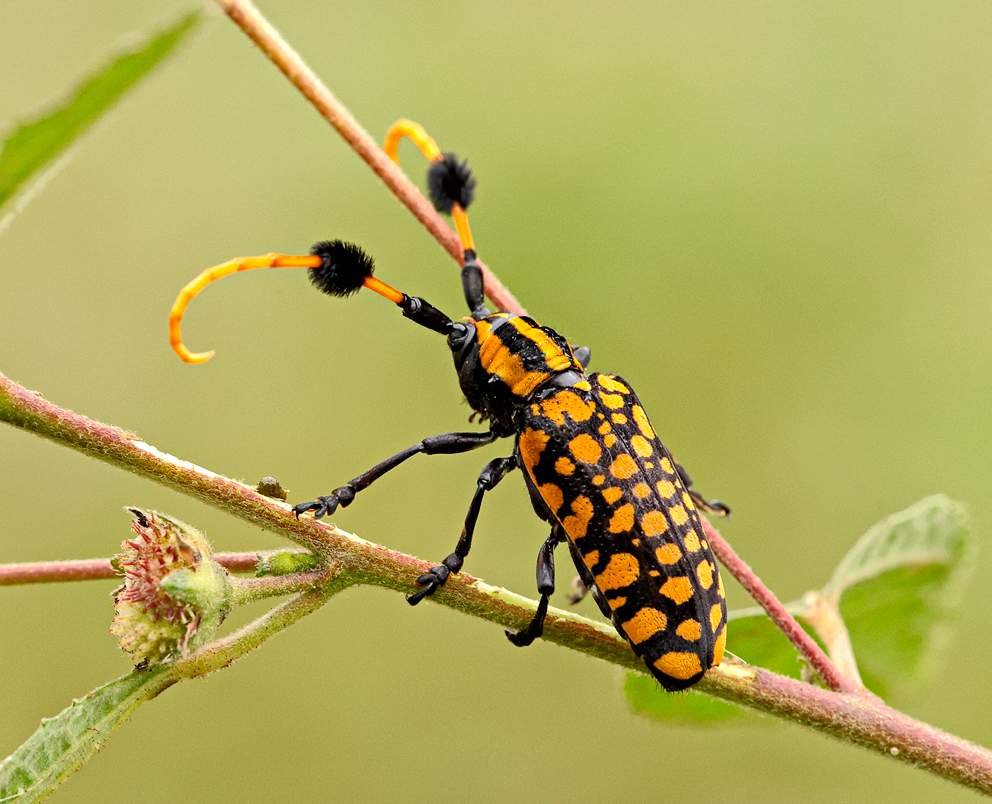 Жук-усач Approximator Aristobia.