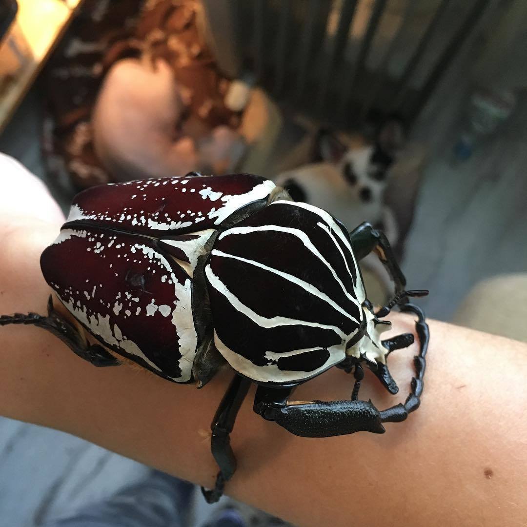 Жук Голиаф насекомое