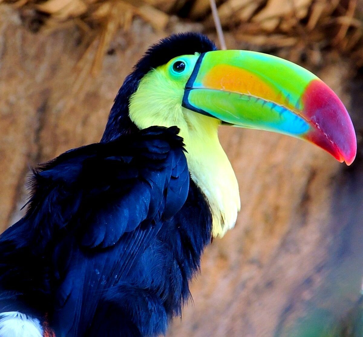 Желтогорлый Тукан