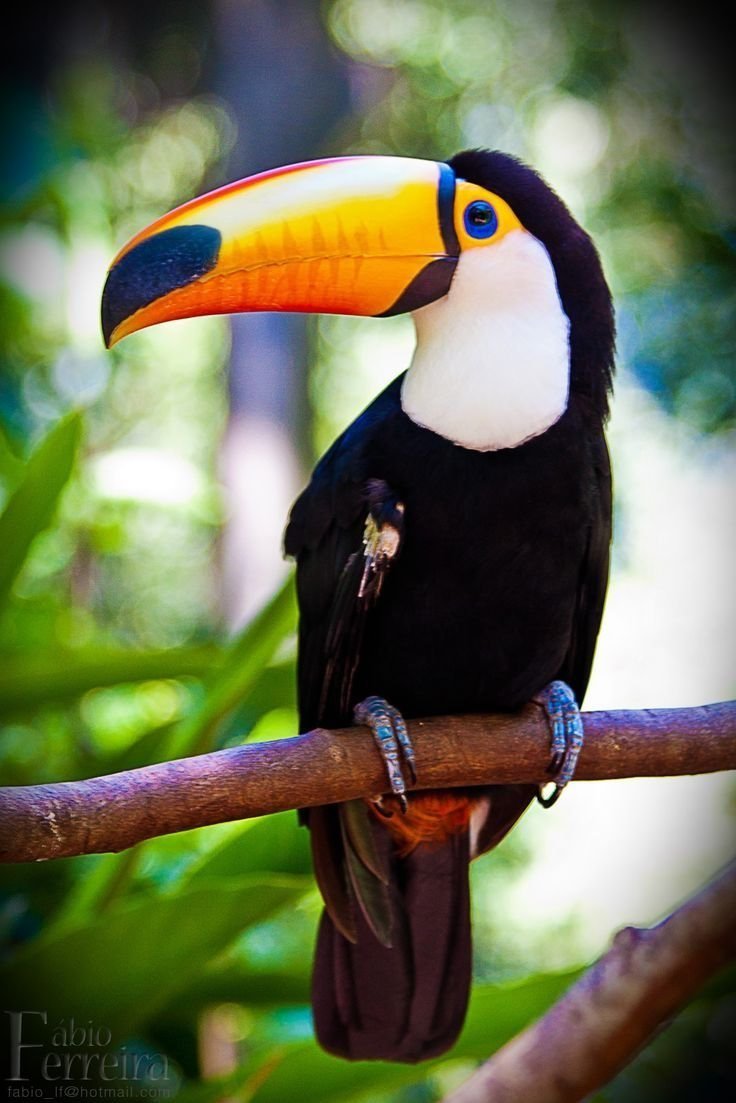 Лимонногорлый Тукан