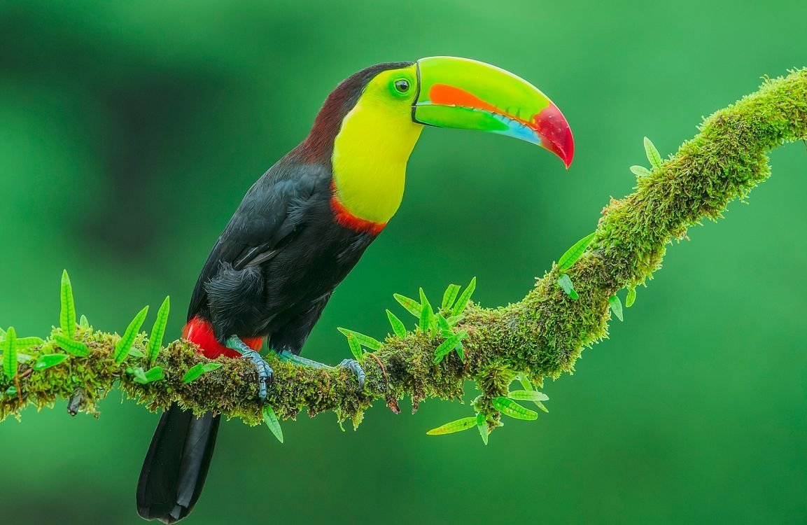 Разноцветный Тукан