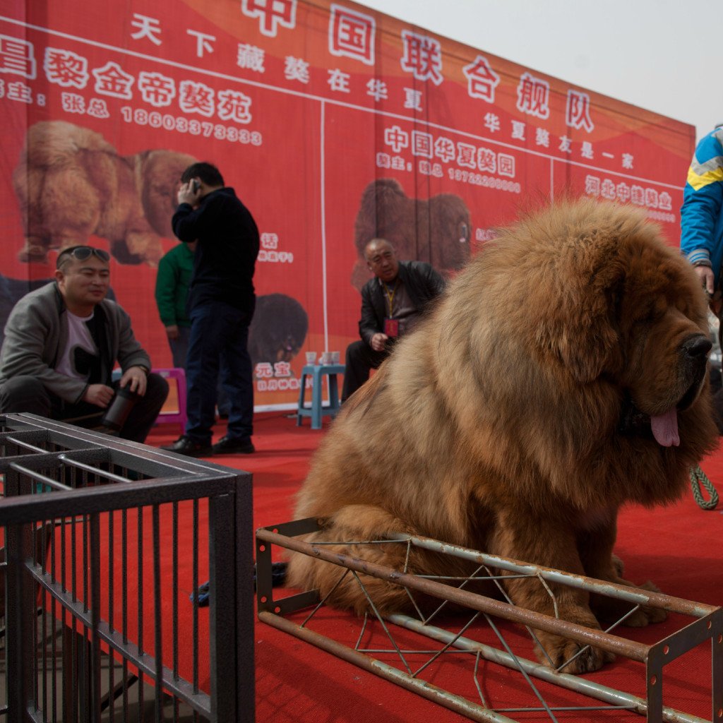 Тибетский мастиф в бою