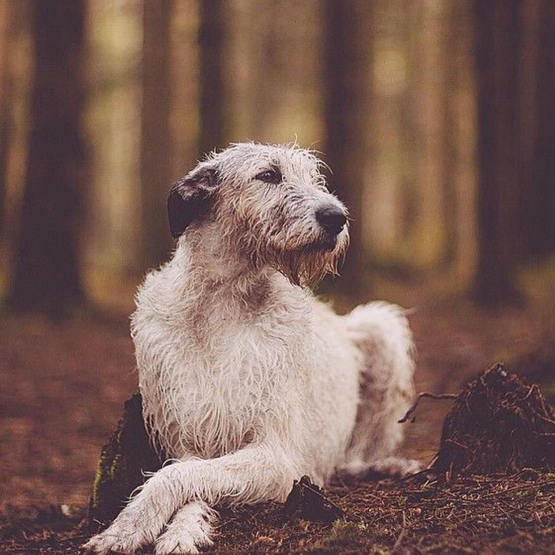 Великі собаки