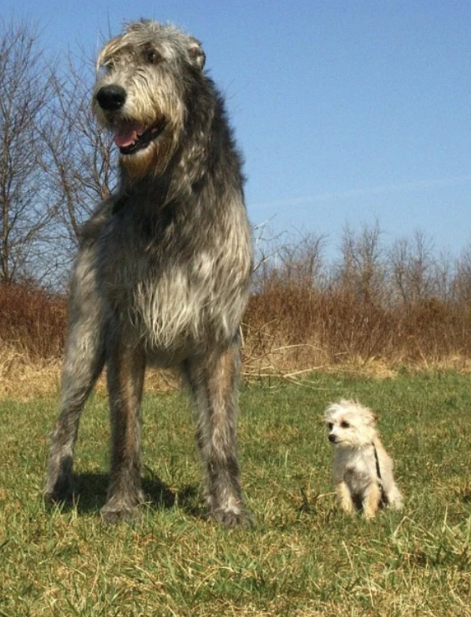 Ирландский волкодав и овчарка