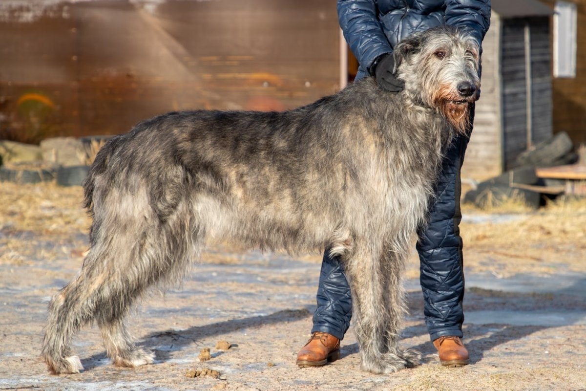 Шотландский волкодав