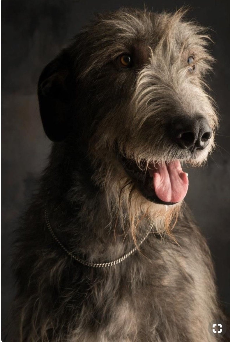 Ирландский волкодав