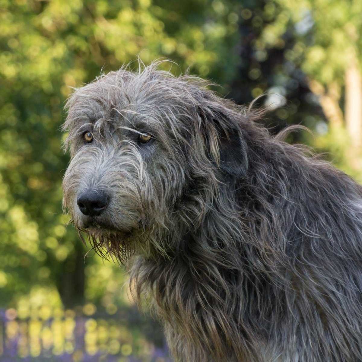 Ирландский волкодав