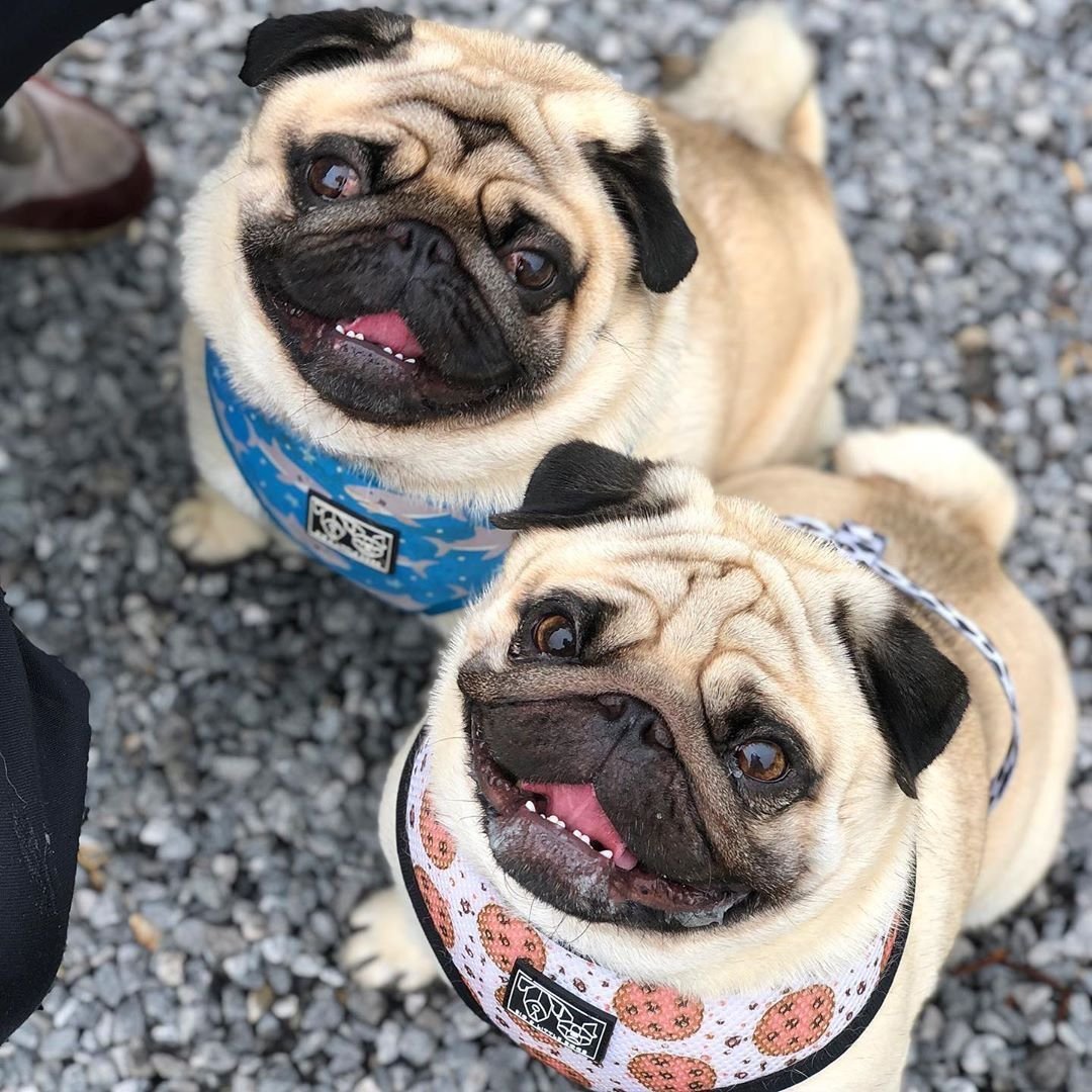 Баксик зум Мопс