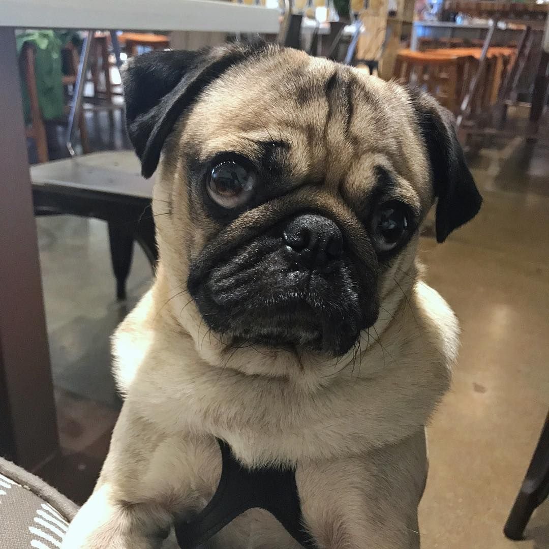 Императорский Пекинес