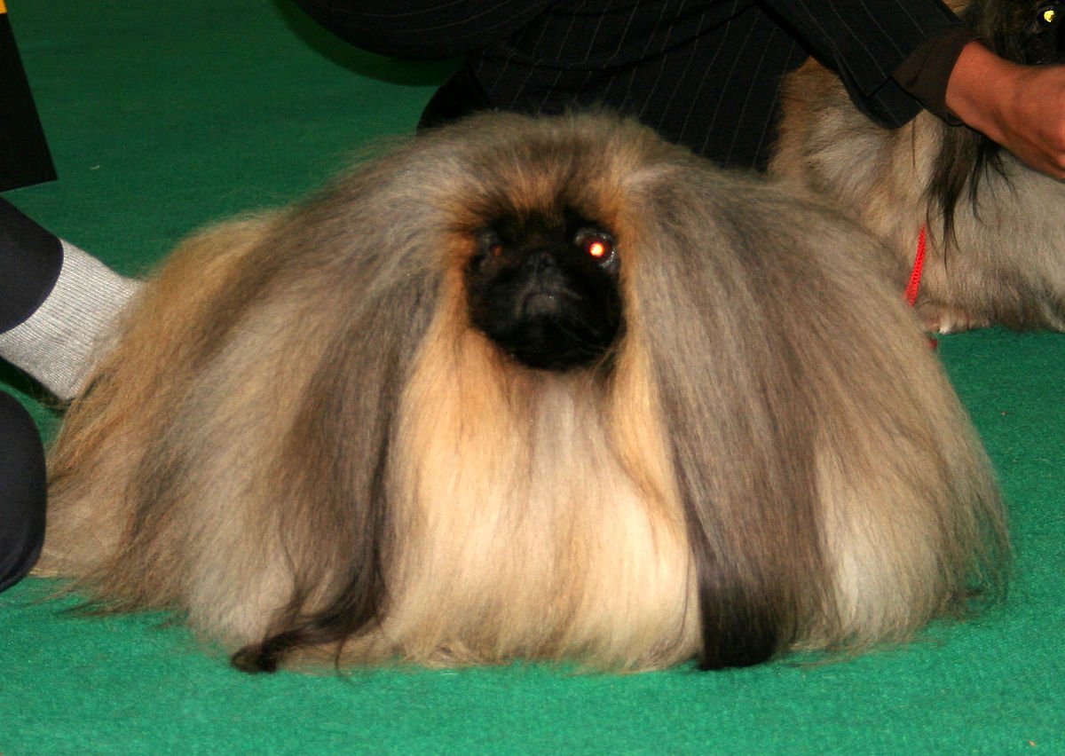 Вестминстер пекинесы