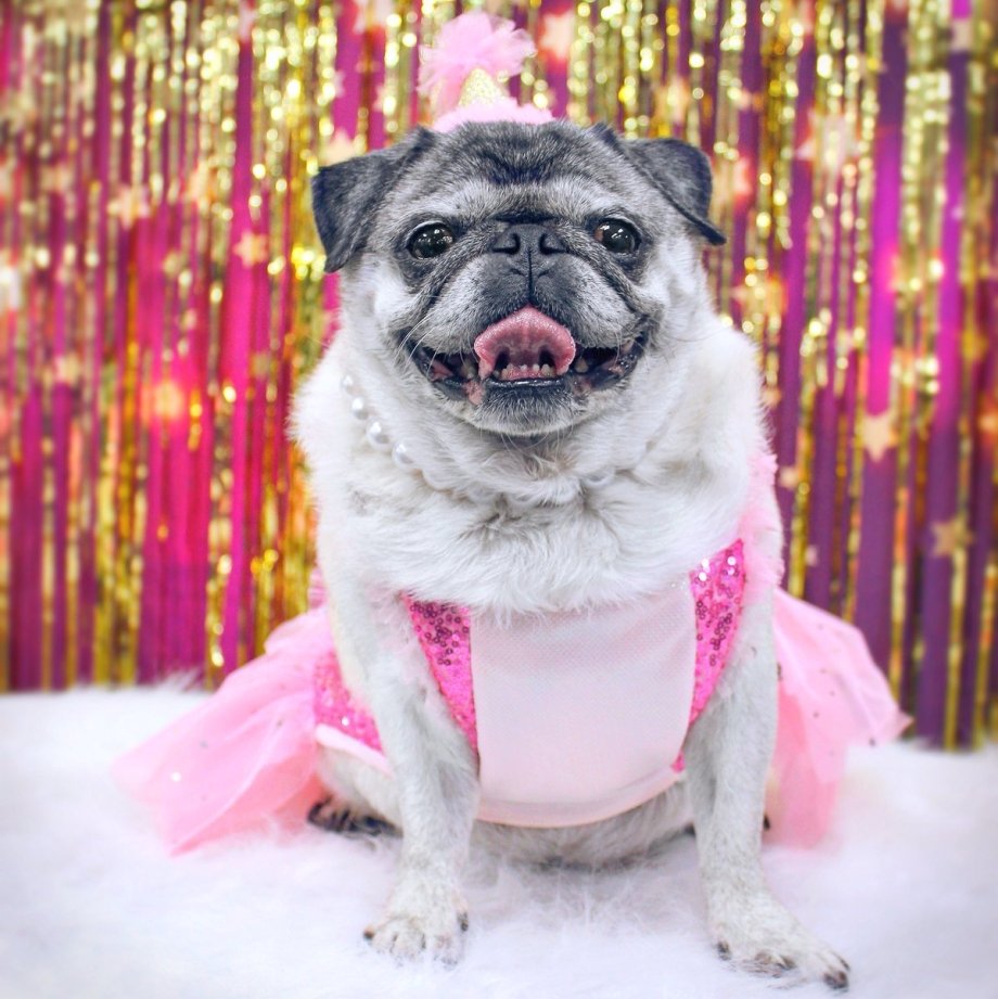 Мопс Мерлен