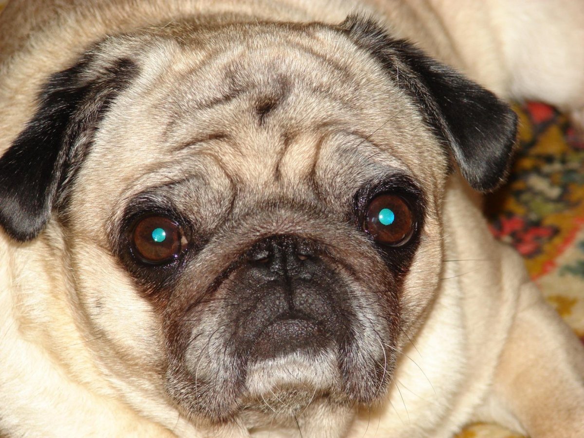 Мраморный Мопс