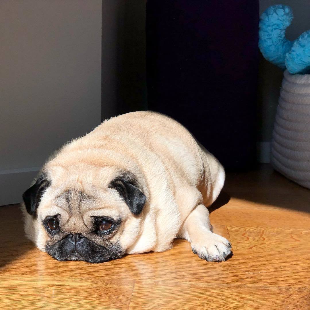 Мохнатый Мопс