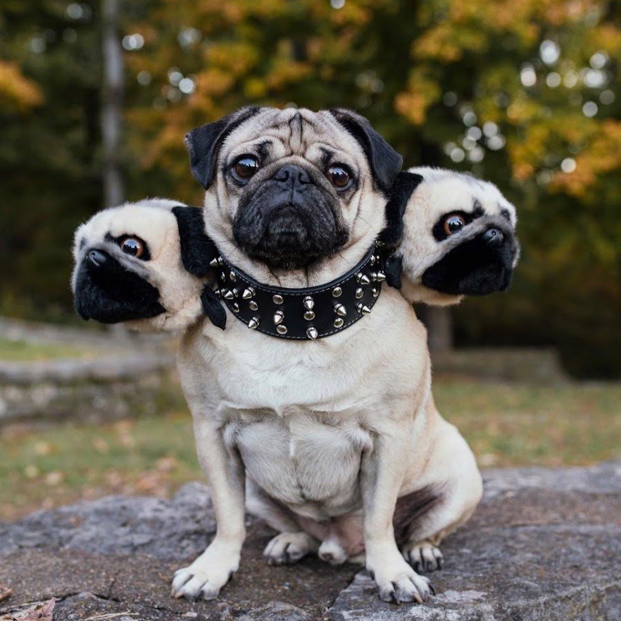 Мопс порода Мопс