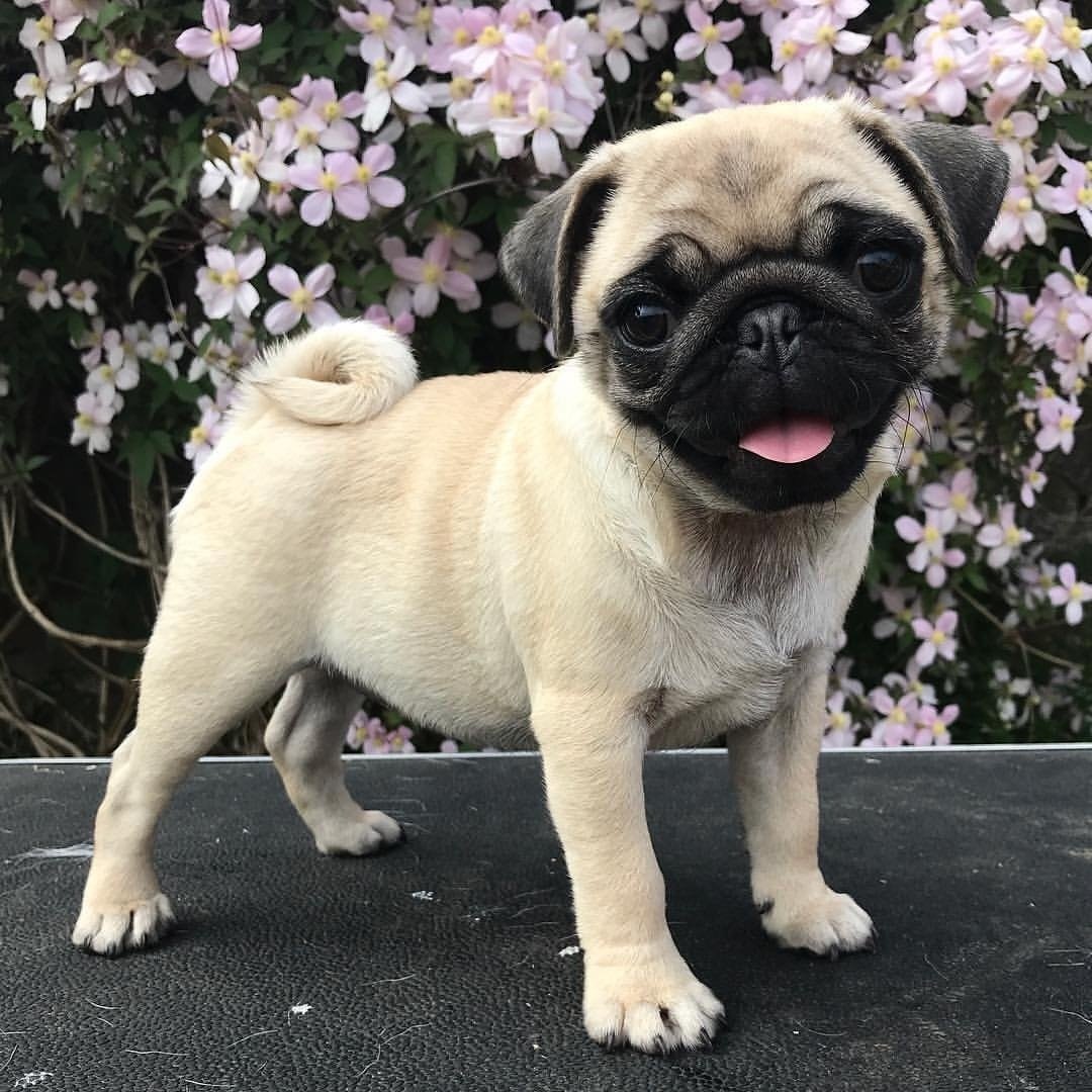 Порода Мопс