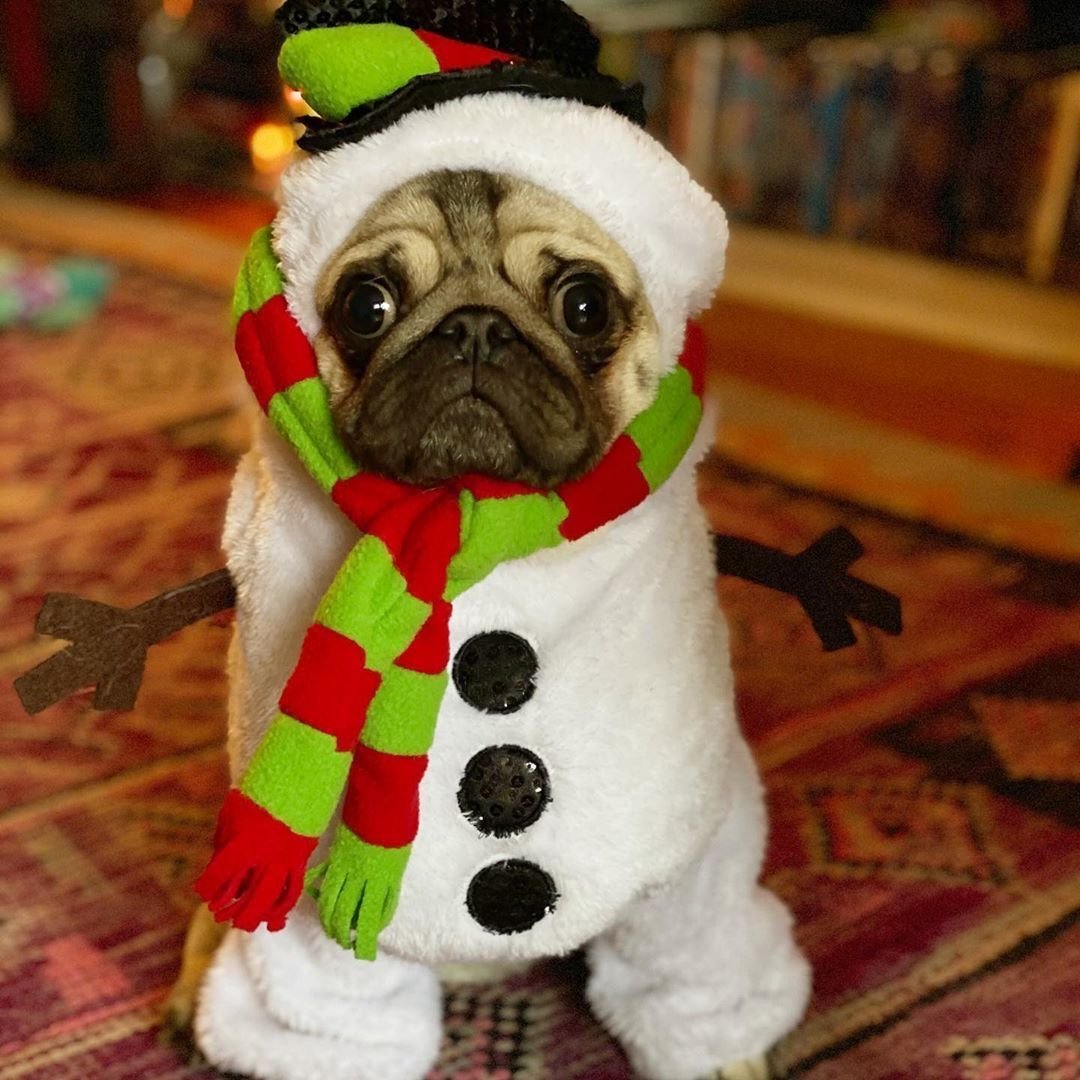 Мопс милота