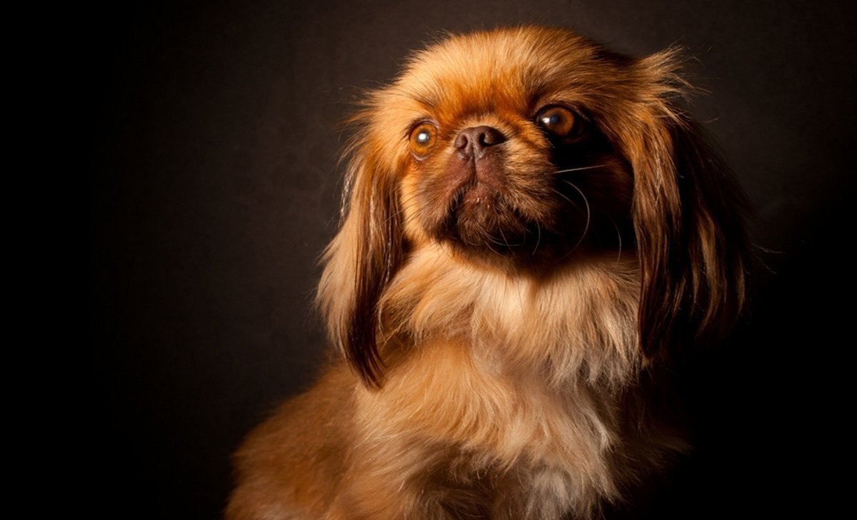 Пекинес Королевский рыжий