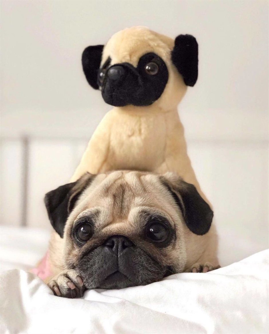 Мохнатый Мопс