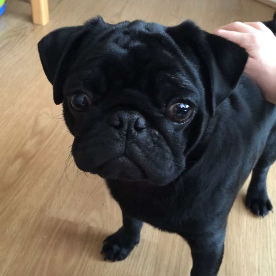 Мопс чёрны1