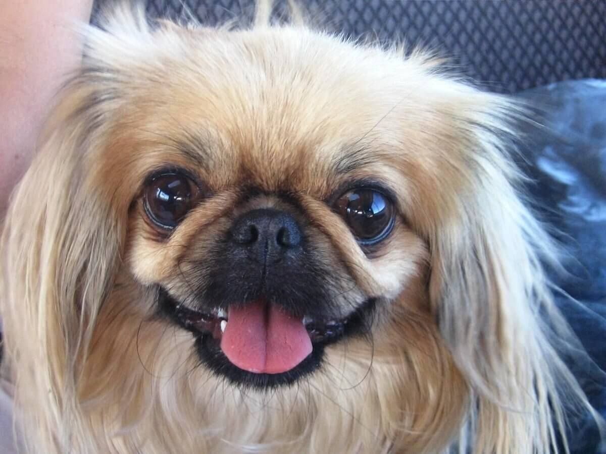 Собака Пекинес