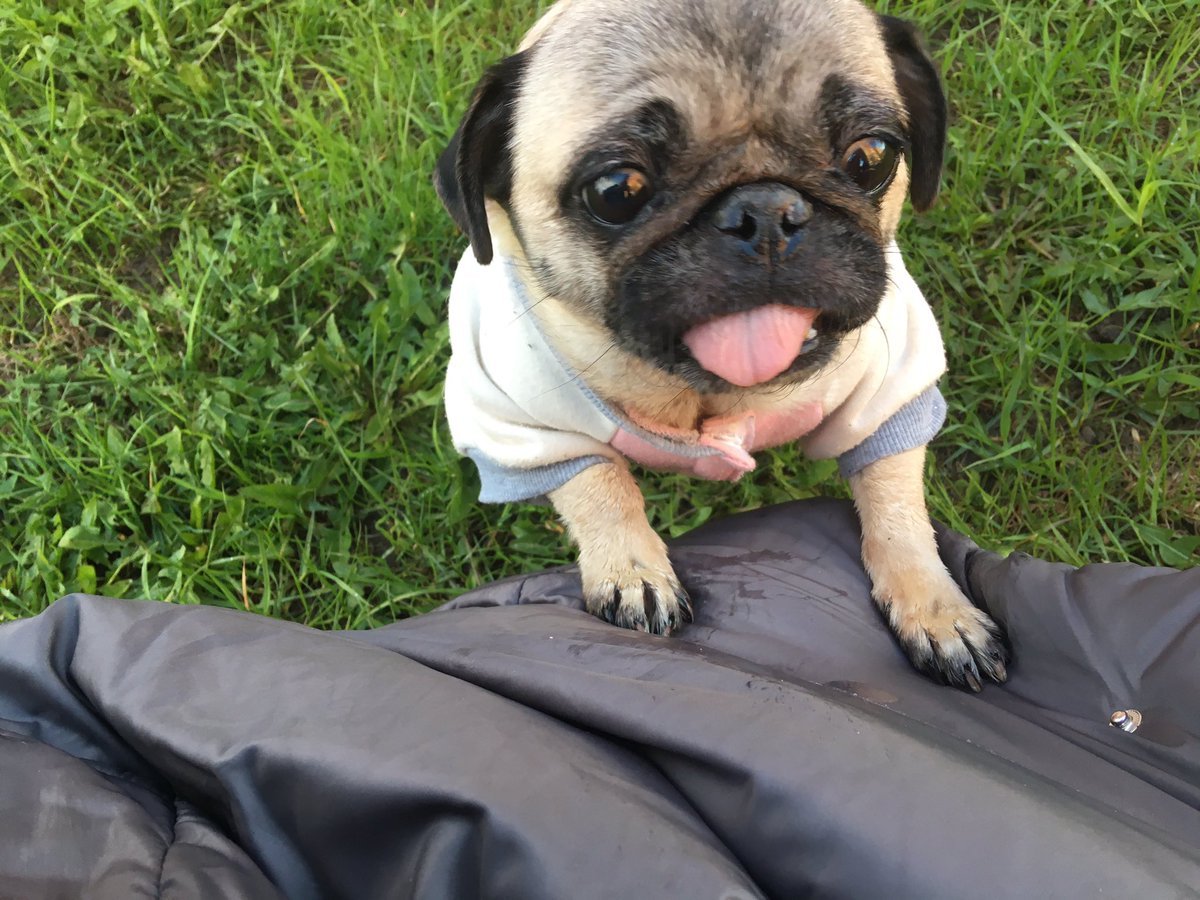 Мохнатый Мопс