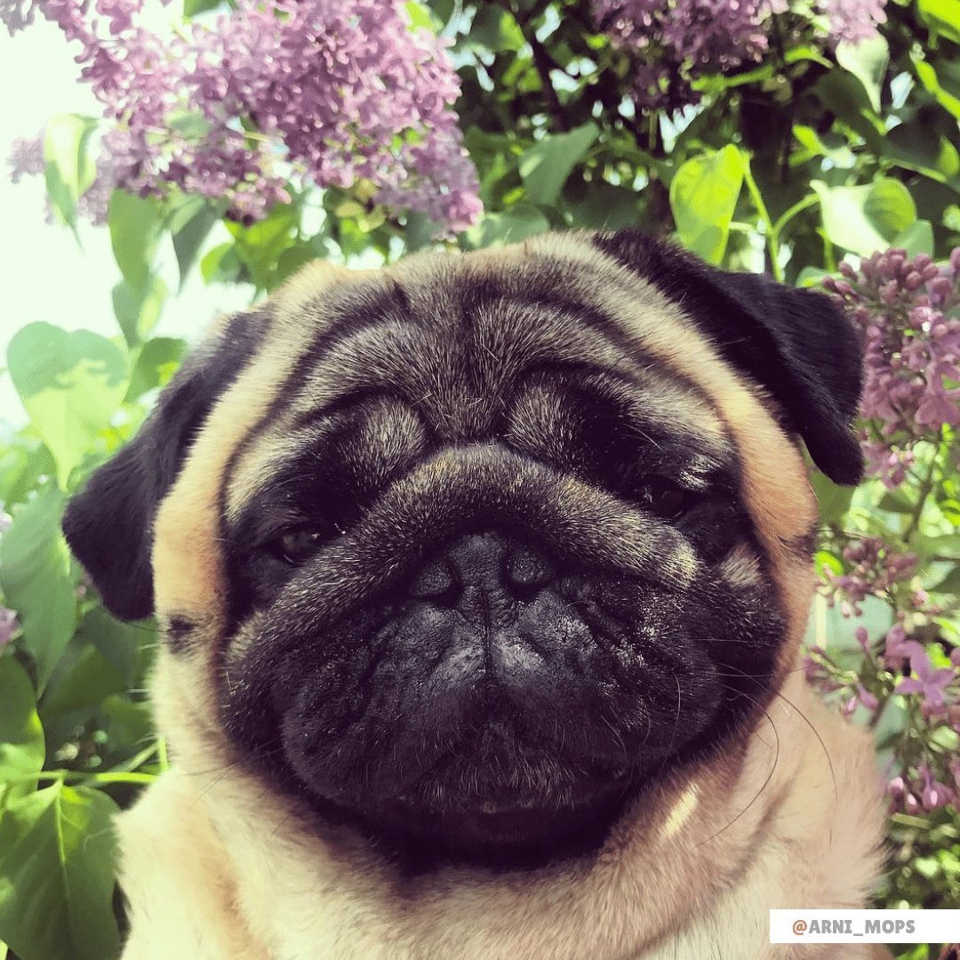 Мохнатый Мопс