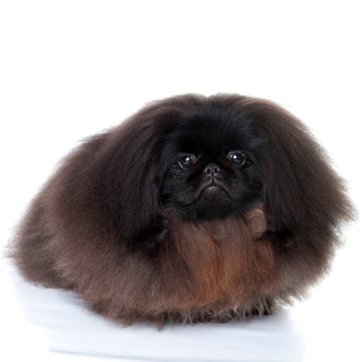 Королевский Пекинес черный