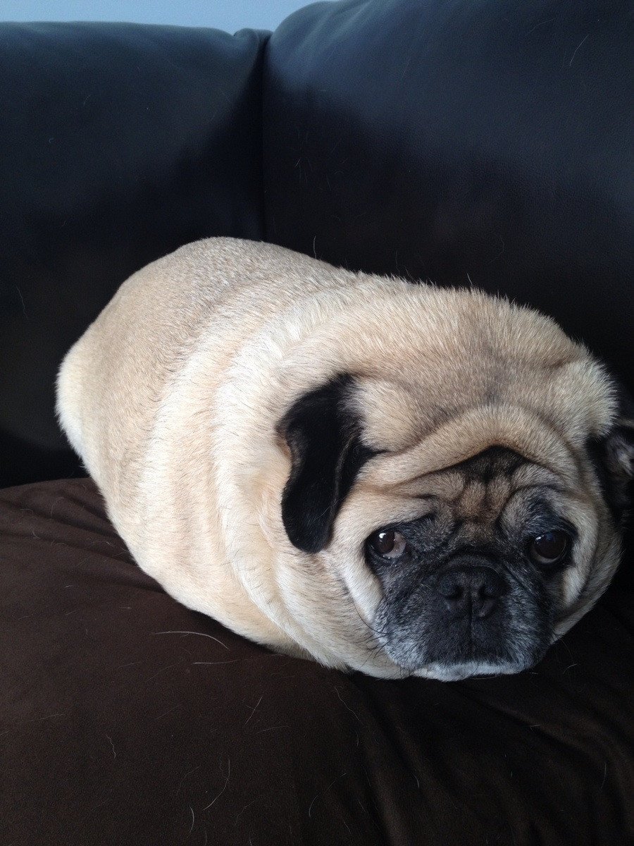 Мопс короткошерстный